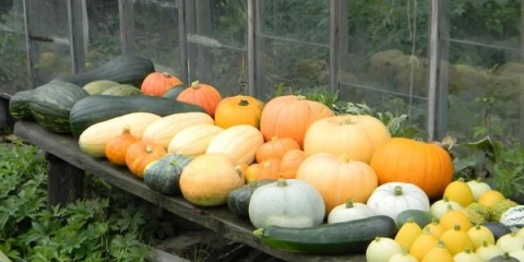 Da li je moguće saditi bundevu i tikvice zajedno